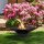 Gartenfeuerstelle GOBLET